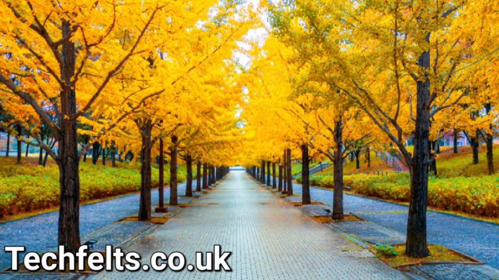 Yellow Spring Road: A Journey Through Nature’s Golden Path