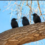 Spiritual Meaning of 3 Crows: Symbolism, Messages, and Significance