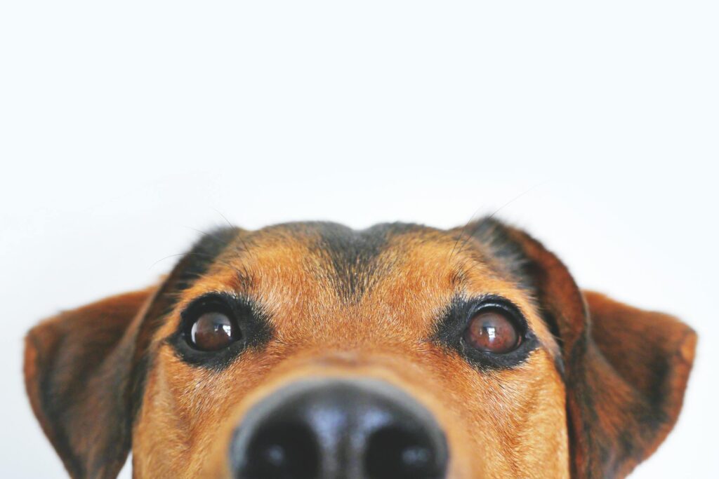 How Smart Technology Can Enhance Your Home’s Pet-Friendly Design