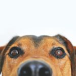How Smart Technology Can Enhance Your Home’s Pet-Friendly Design